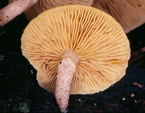 Image of Gymnopilus hybridus (Gillet) Maire 1933