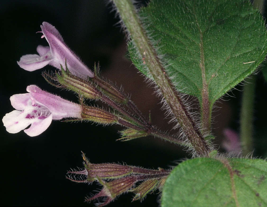 Image of ascending wild basil