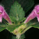 Image of lesser hemp-nettle