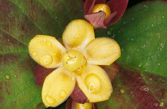 صورة Hypericum androsaemum L.