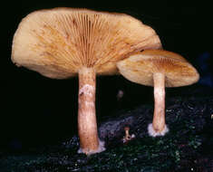 Image de Gymnopilus hybridus (Gillet) Maire 1933