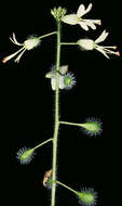 Image of broadleaf enchanter's nightshade