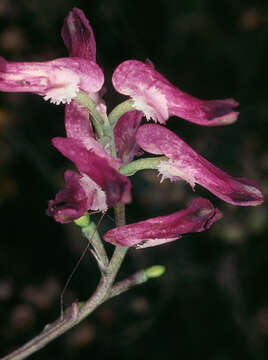 صورة Fumaria muralis subsp. boraei (Jord.) Pugsley