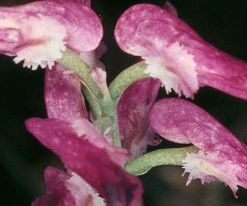 Image de Fumaria muralis subsp. boraei (Jord.) Pugsley