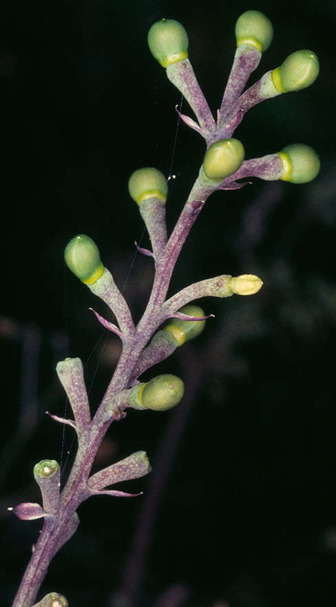 Image de Fumaria muralis subsp. boraei (Jord.) Pugsley