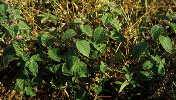 Image of wild mint