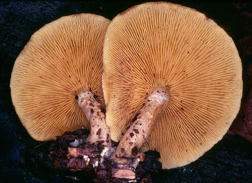 Image of Gymnopilus hybridus (Gillet) Maire 1933