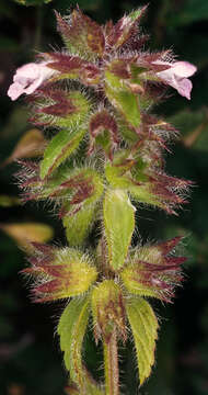 Image of field woundwort