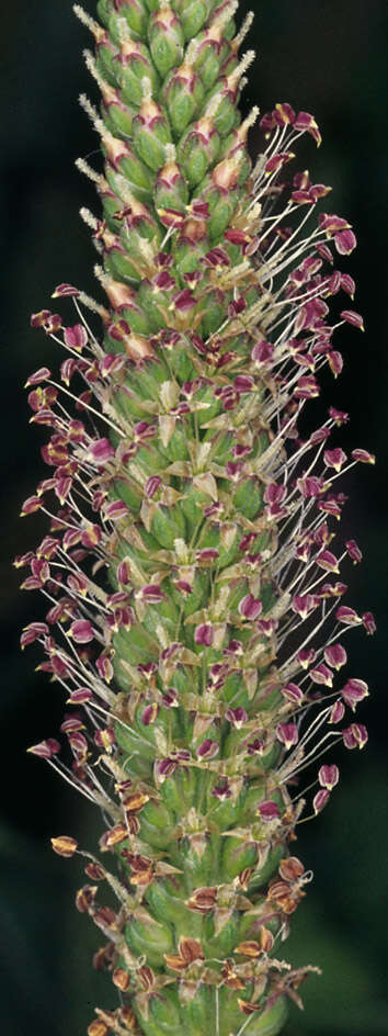 Image of Asteridae