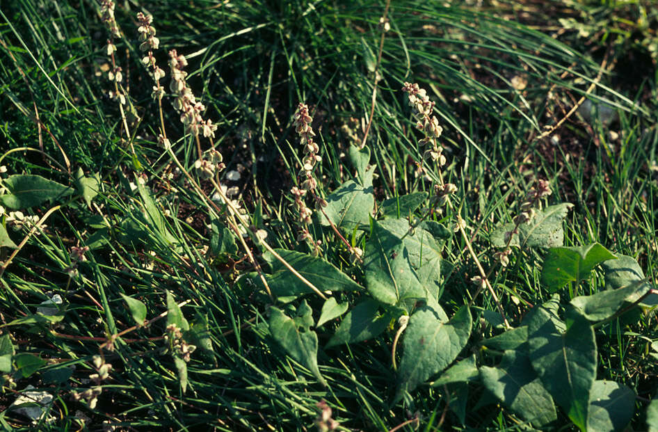 Image of Black Bindweed