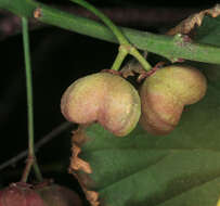 Image of Common spindle tree