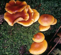 Image de Gymnopilus hybridus (Gillet) Maire 1933