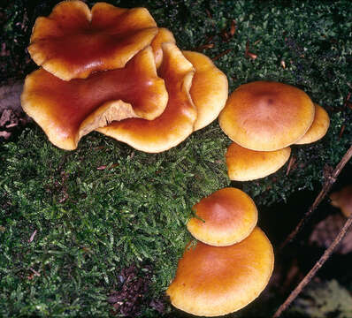 Image of Gymnopilus hybridus (Gillet) Maire 1933