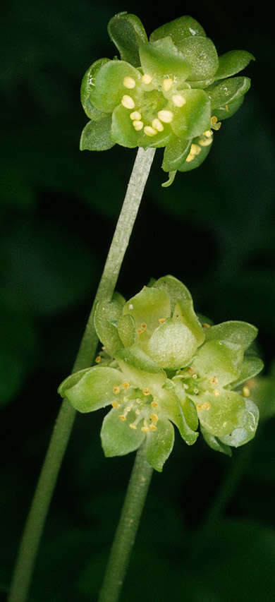 Image of adoxa