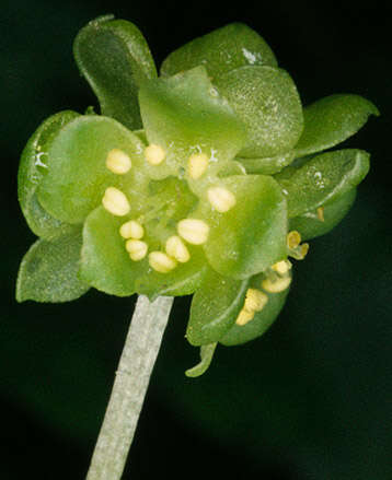 Image of adoxa