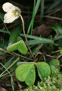 Imagem de Oxalis acetosella L.