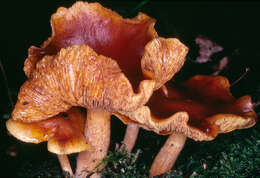 Image de Gymnopilus hybridus (Gillet) Maire 1933