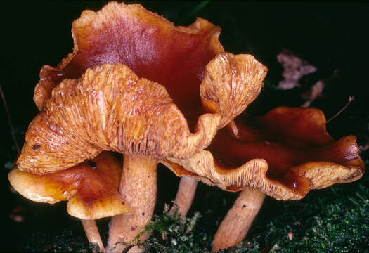 Image of Gymnopilus hybridus (Gillet) Maire 1933