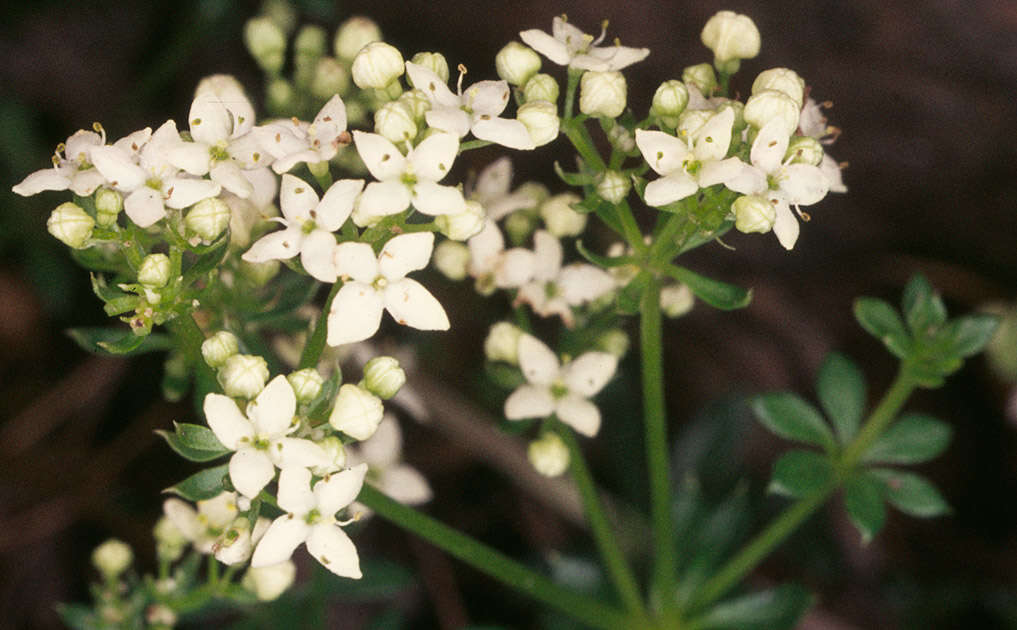 Plancia ëd Galium saxatile L.