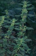 Image of Small Nettle