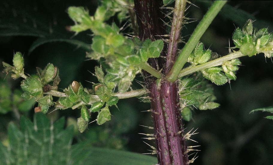 Image of Small Nettle