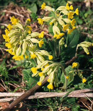 Image of Cowslip