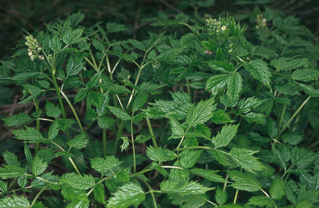 Image of Baneberry