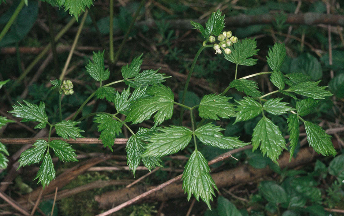 Image of Baneberry