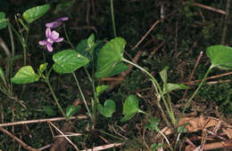 Image of early dog-violet