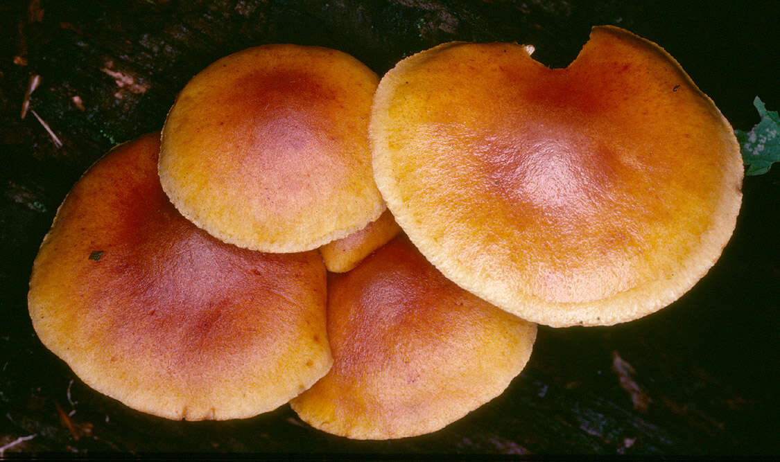 Image de Gymnopilus hybridus (Gillet) Maire 1933