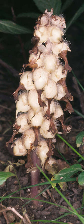 Image of common toothwort