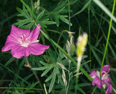 Image of <i>Geranium <i>sanguineum</i></i> var. sanguineum