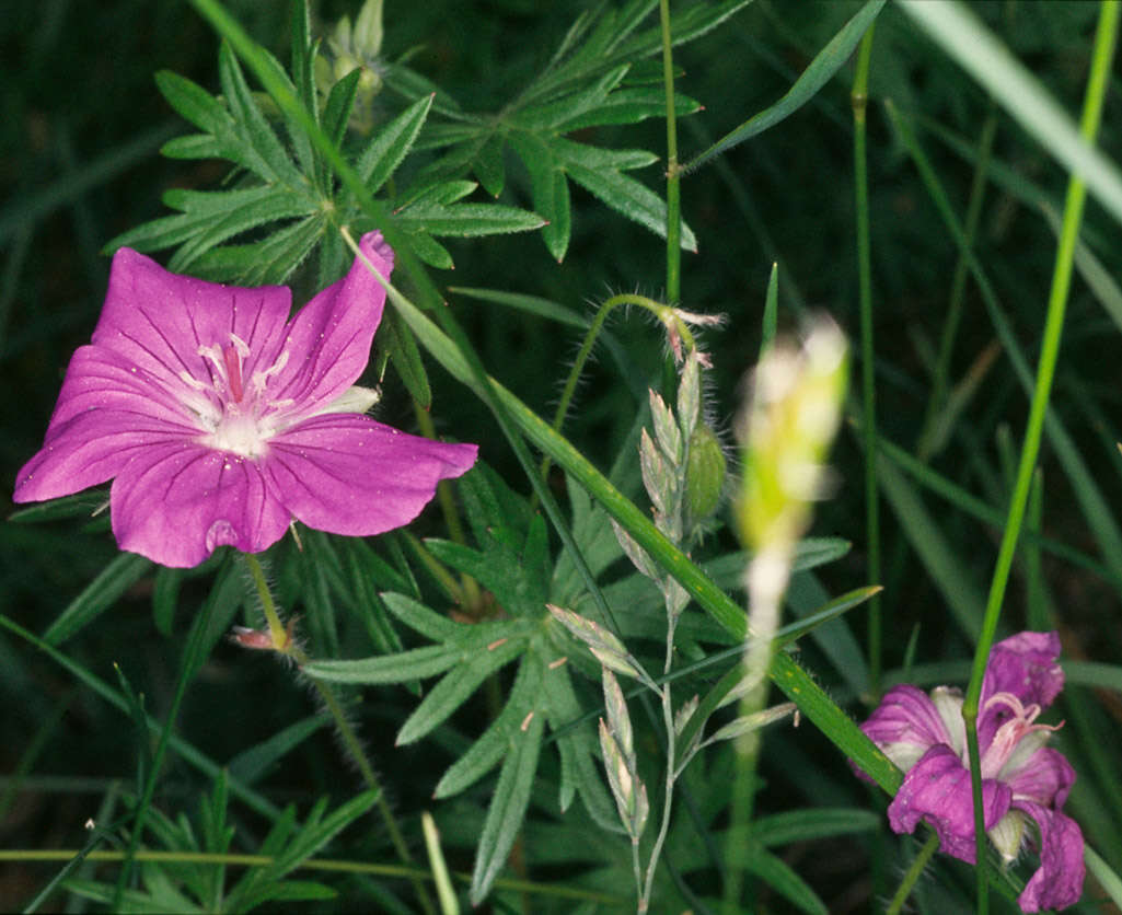 Image of <i>Geranium <i>sanguineum</i></i> var. sanguineum