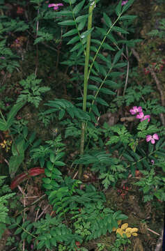 Image de Polémoine bleue