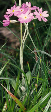 Image of Bird's-eye Primrose