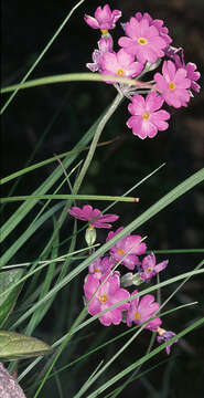 Image of Bird's-eye Primrose