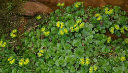 Plancia ëd Chrysosplenium oppositifolium L.