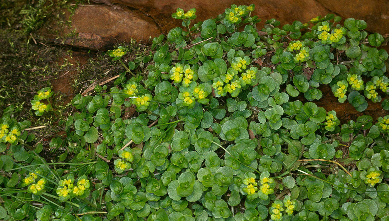 Plancia ëd Chrysosplenium oppositifolium L.