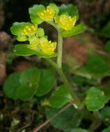 Plancia ëd Chrysosplenium oppositifolium L.