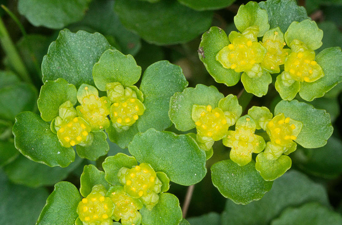 Plancia ëd Chrysosplenium oppositifolium L.