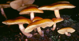 Image de Gymnopilus hybridus (Gillet) Maire 1933