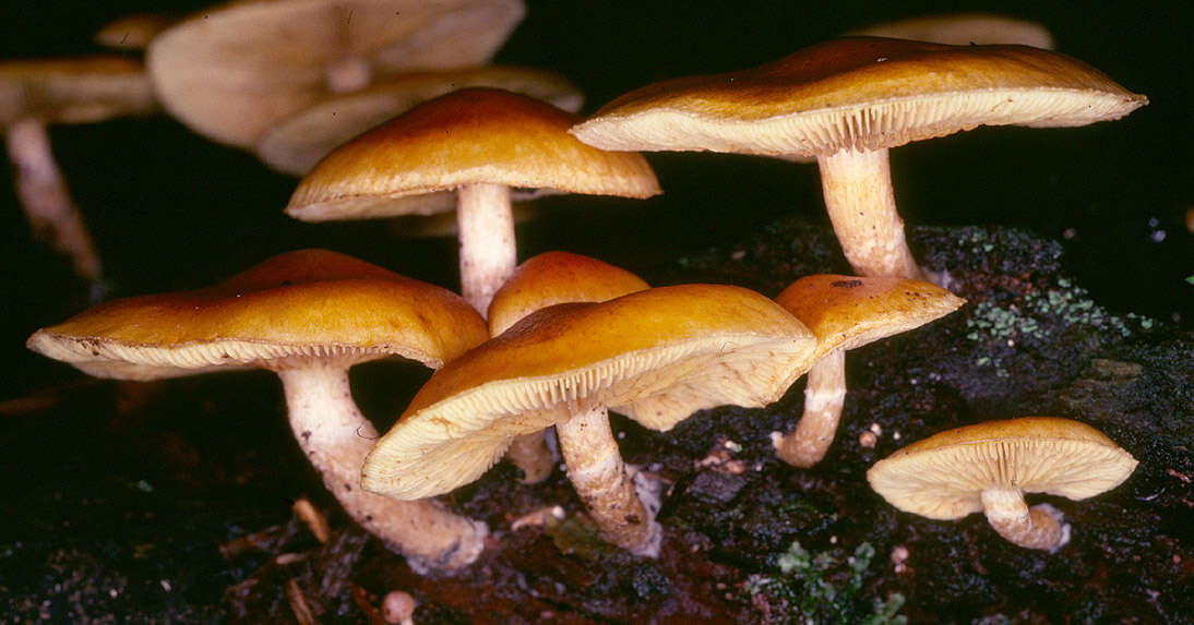 Image de Gymnopilus hybridus (Gillet) Maire 1933