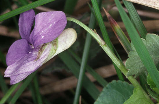 Image of common dog-violet