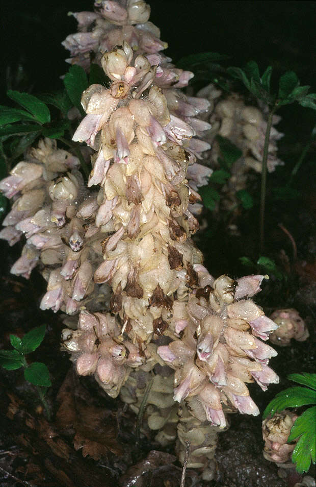 Image of common toothwort