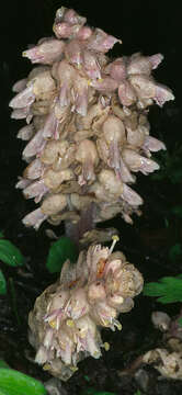 Image of common toothwort