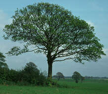 Image of sycamore maple