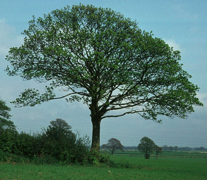 Image of sycamore maple