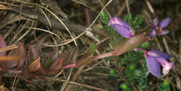 Plancia ëd Polygala serpyllifolia J. A. C. Hose