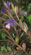 Plancia ëd Polygala serpyllifolia J. A. C. Hose