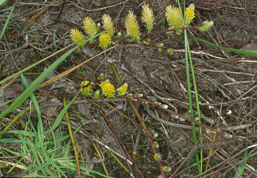 Image of Salix repens subsp. repens